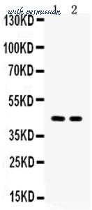 MyBioSource MBS178038 image 1
