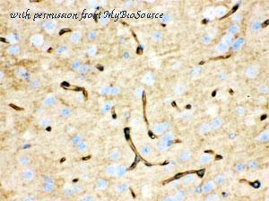 MyBioSource MBS178038 image 2