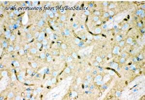 MyBioSource MBS178038 image 3