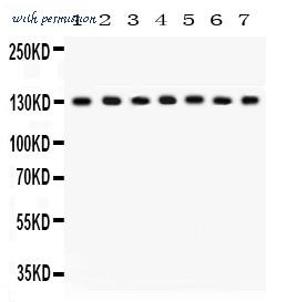 MyBioSource MBS178053 image 1
