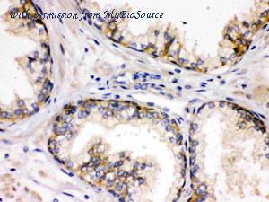 MyBioSource MBS178053 image 2