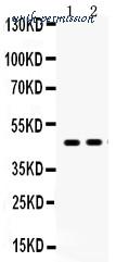 MyBioSource MBS178133 image 1