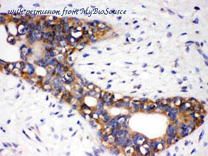 MyBioSource MBS178133 image 2