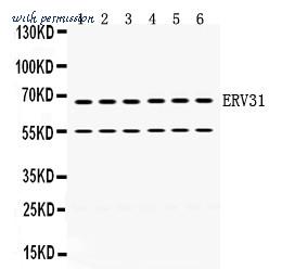 MyBioSource MBS178214 image 1