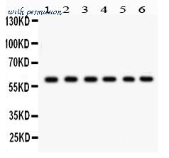 MyBioSource MBS178241 image 1