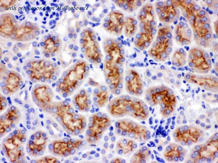 MyBioSource MBS178241 image 2