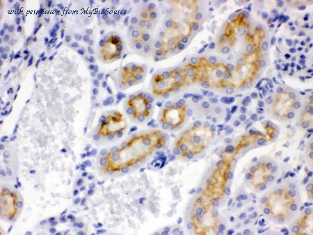 MyBioSource MBS178241 image 3