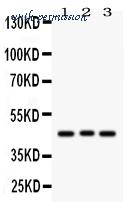MyBioSource MBS178269 image 1