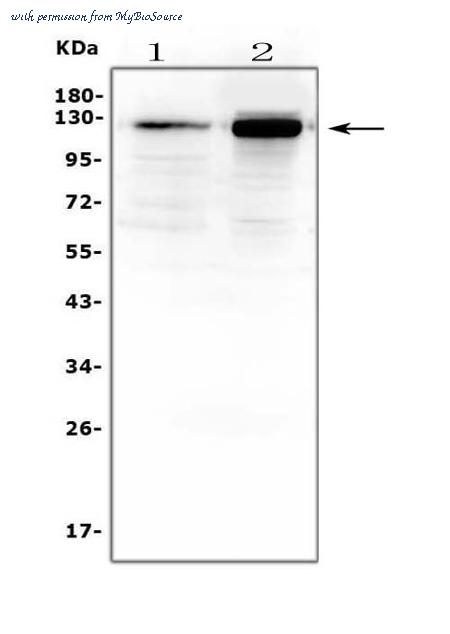 MyBioSource MBS178307 image 1
