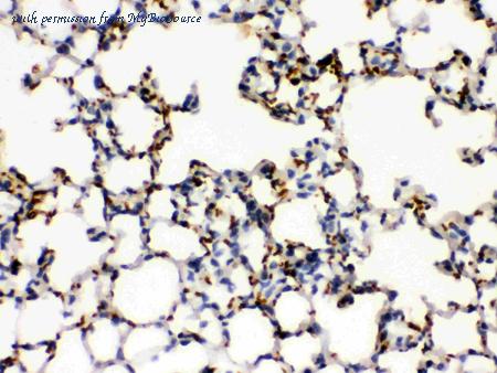 MyBioSource MBS178307 image 2