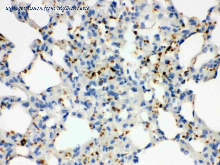 MyBioSource MBS178307 image 3