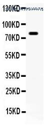 MyBioSource MBS178400 image 1