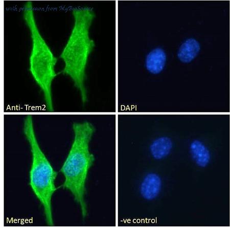 MyBioSource MBS422239 image 2