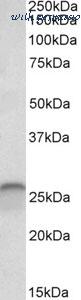 MyBioSource MBS423038 image 1