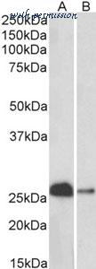 MyBioSource MBS423038 image 2