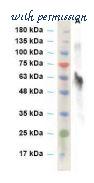 MyBioSource MBS430270 image 1
