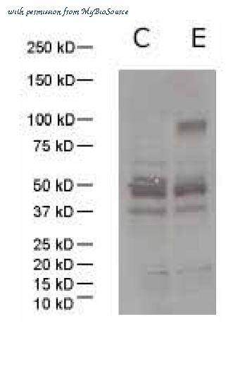 MyBioSource MBS432015 image 1