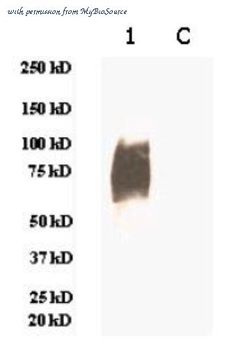MyBioSource MBS432096 image 1