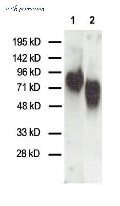 MyBioSource MBS432100 image 1
