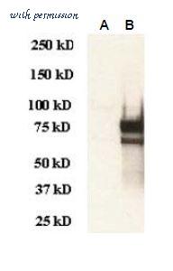 MyBioSource MBS432101 image 1