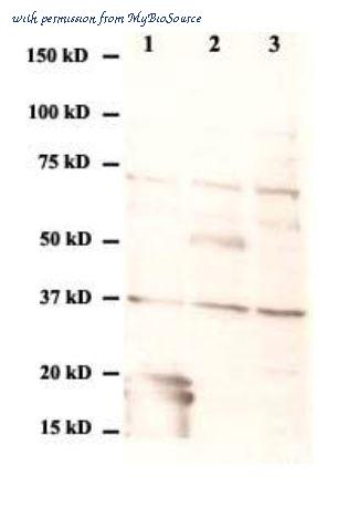 MyBioSource MBS432133 image 1