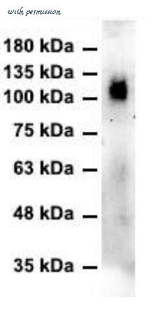 MyBioSource MBS432137 image 1