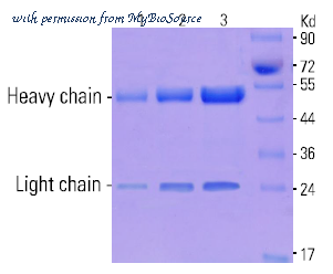 MyBioSource MBS435064 image 1