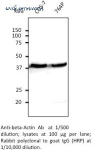 MyBioSource MBS448085 image 2
