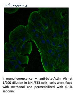 MyBioSource MBS448085 image 3