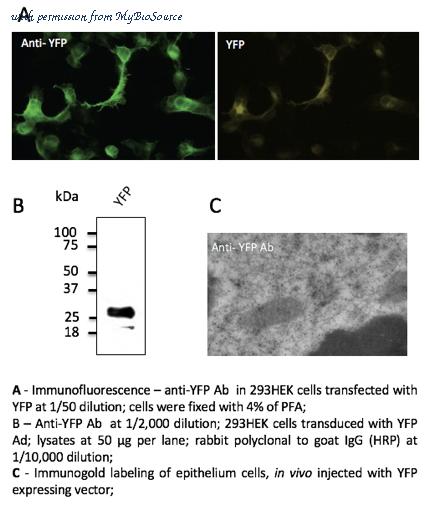 MyBioSource MBS448123 image 2