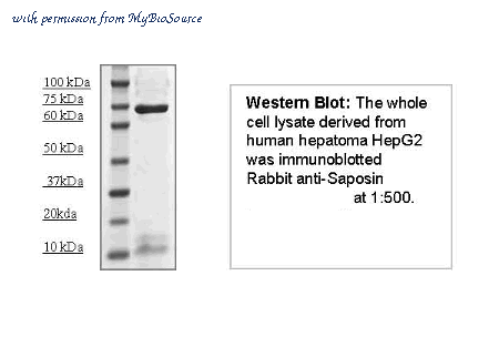 MyBioSource MBS462127 image 1