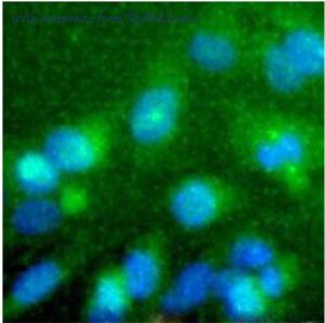 MyBioSource MBS555114 image 1