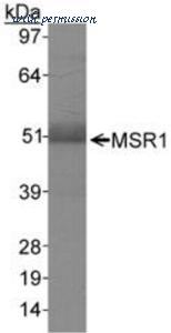 MyBioSource MBS555114 image 2