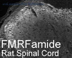 MyBioSource MBS555213 image 1