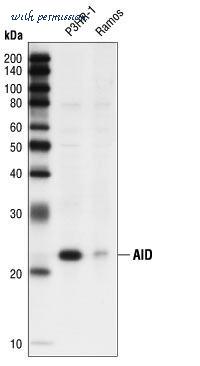 MyBioSource MBS605724 image 1