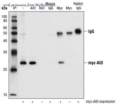 MyBioSource MBS605724 image 2