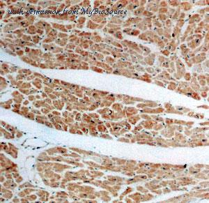 MyBioSource MBS769358 image 1