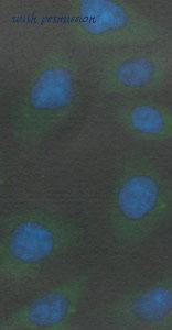 MyBioSource MBS769358 image 2
