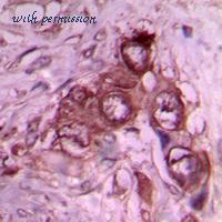 MyBioSource MBS8202420 image 2