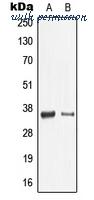 MyBioSource MBS820334 image 1