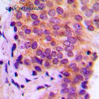 MyBioSource MBS820334 image 2