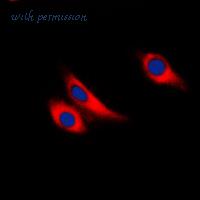MyBioSource MBS820334 image 3
