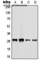 MyBioSource MBS820366 image 1