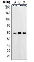 MyBioSource MBS820370 image 1