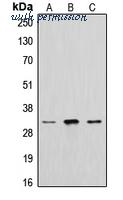 MyBioSource MBS820402 image 1