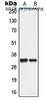 MyBioSource MBS820539 image 1