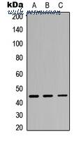 MyBioSource MBS8207935 image 1
