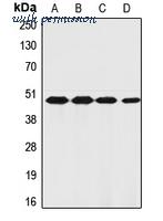 MyBioSource MBS820869 image 1