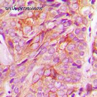 MyBioSource MBS821004 image 2