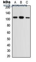 MyBioSource MBS8210195 image 1